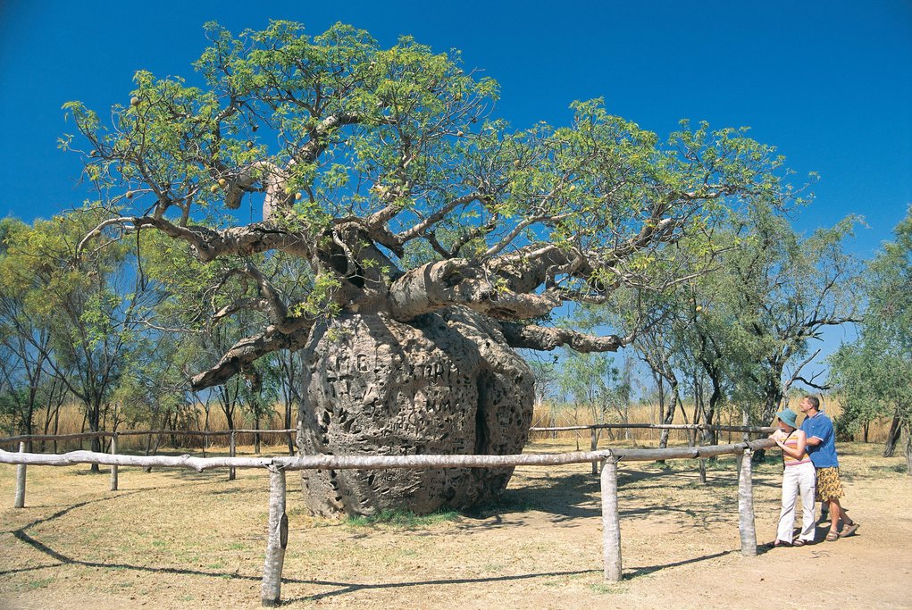 Boab Tree Prison ©Tourism Western Australia