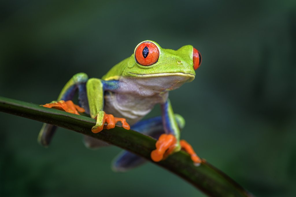 A night hike is a great opportunity to spot the famous red-eyed tree frog
