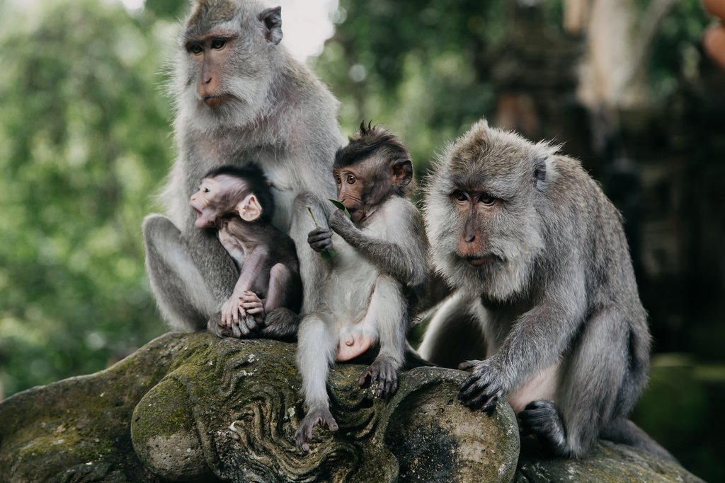 Monkeys in Ubud, Bali Indonesia