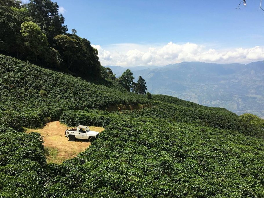 The coffee fields of San Cayetano