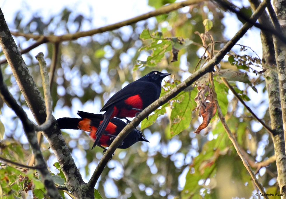 Red-bellied Grackle.
