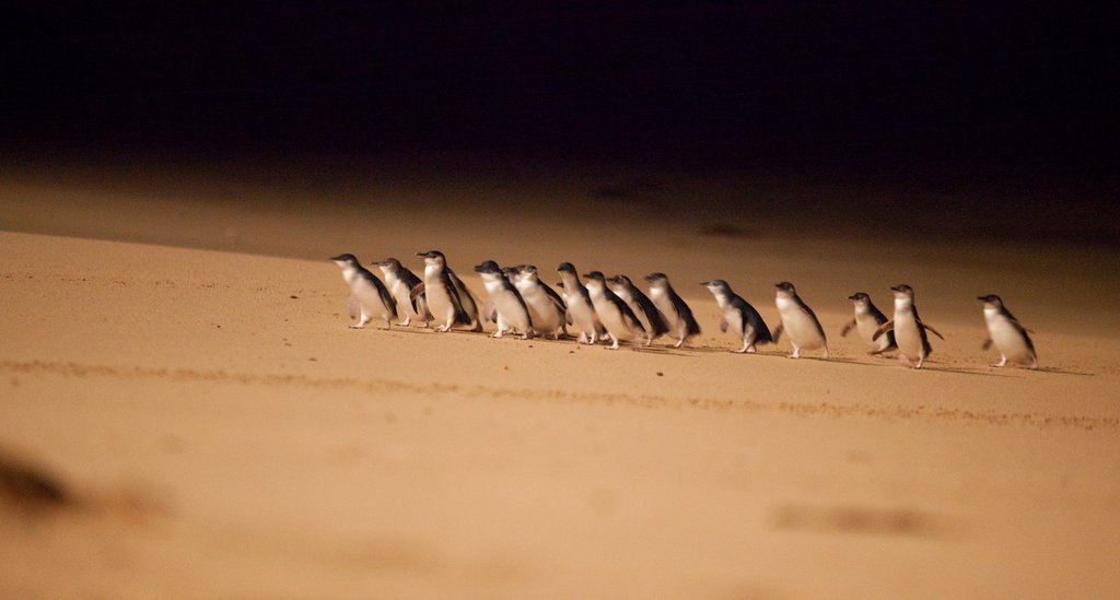 Then nightly Penguin Parade at Phillip Island