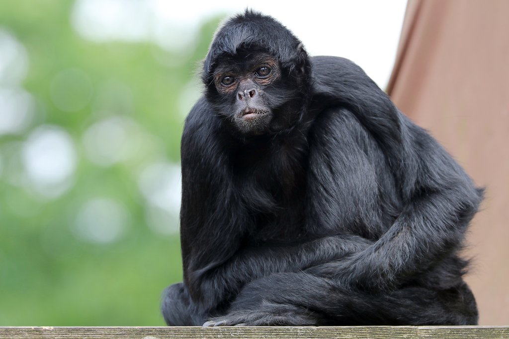 Bolivia - Madidi Jungle - Spider monkey