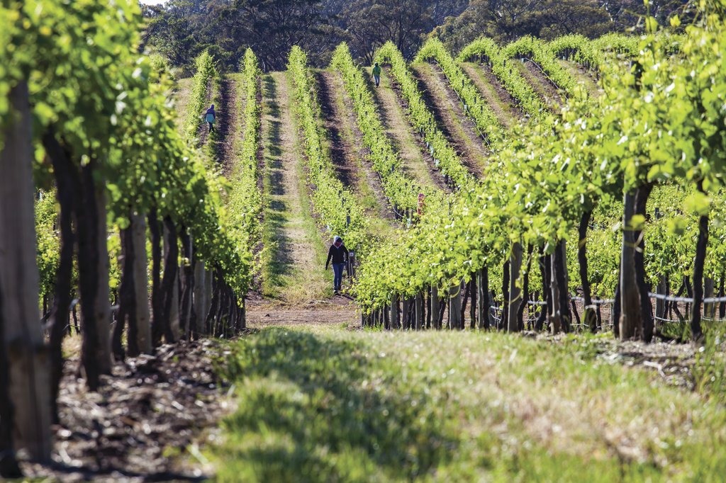 Barossa Valley