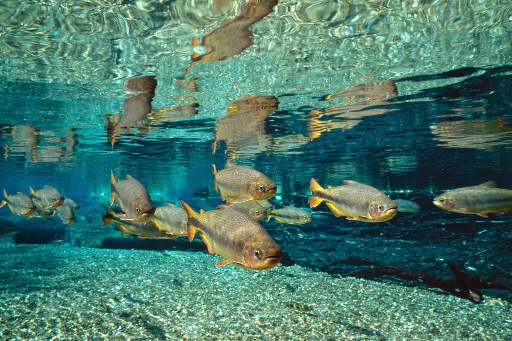 Rio da Prata