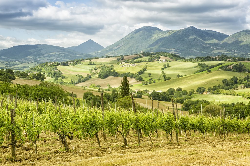 Marche's stunning wine country.