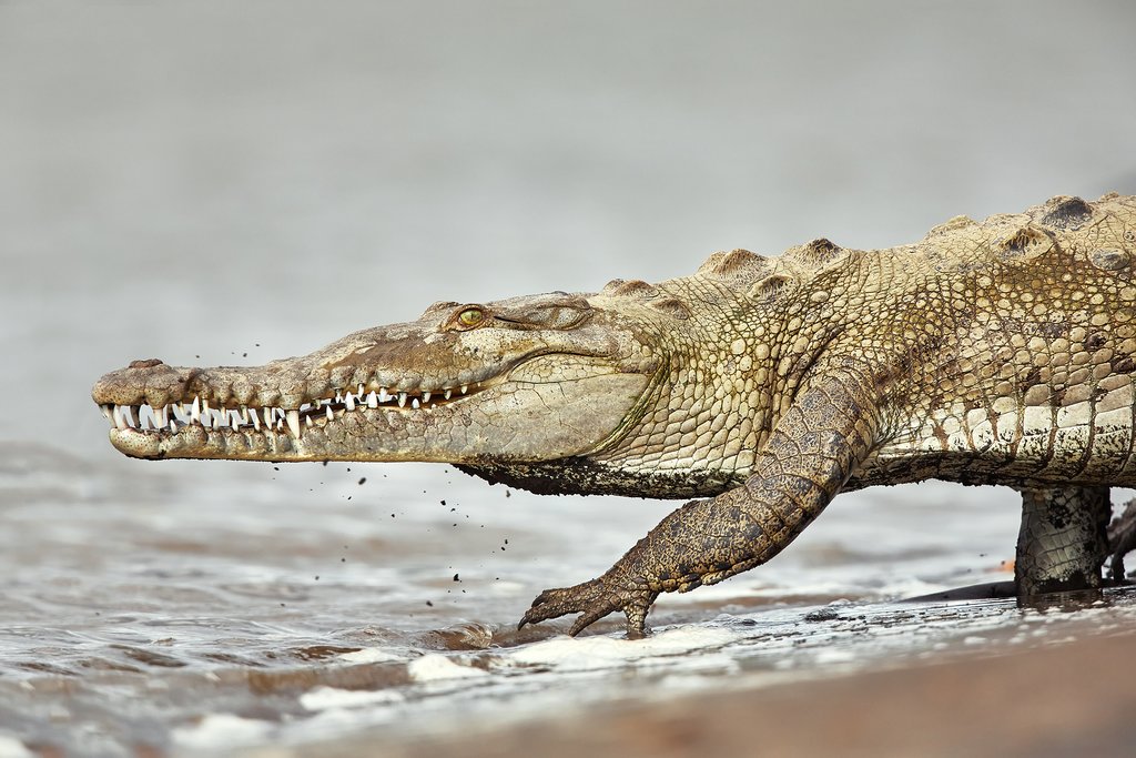 American crocodile returning to the Tárcoles River
