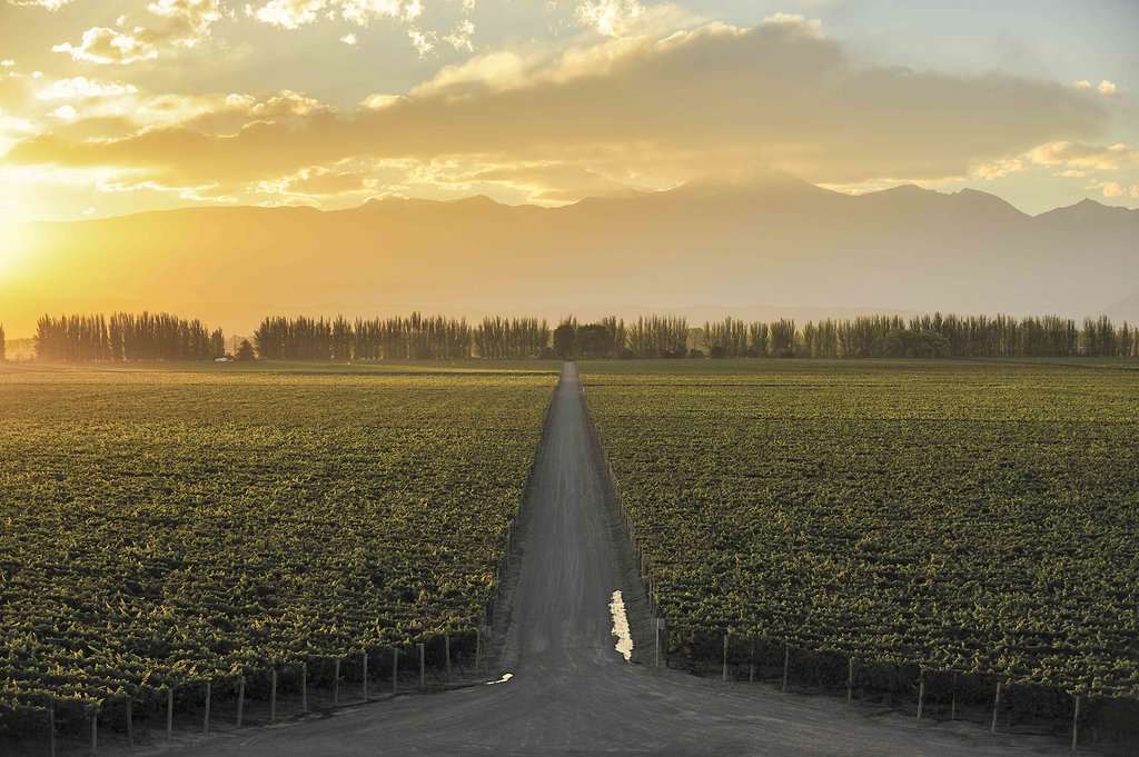 The famous vineyards in Lujan de Cuyo wine region