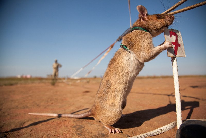 See the heroic landmine-hunting rats of Apopo!