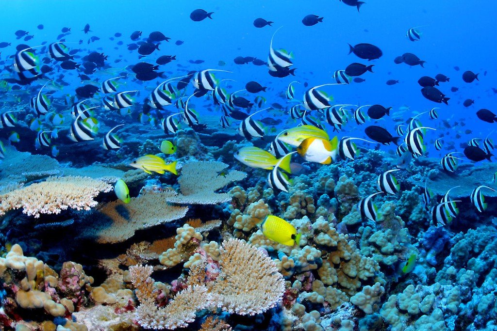 Snorkeling in Nusa Lembongan Island