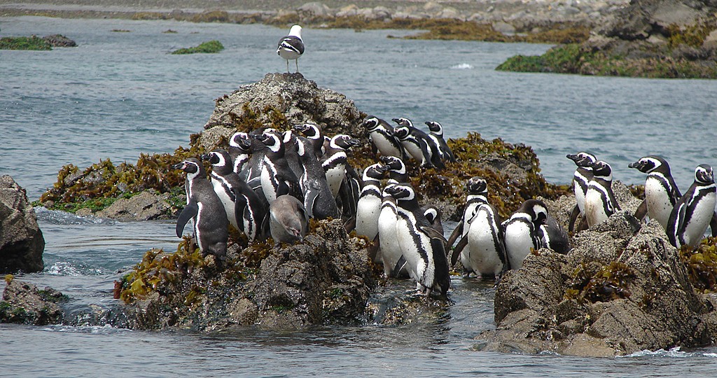 The penguins of Chiloé
