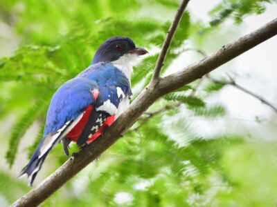 A Cuban Trogon. Priotelus Temnurus.