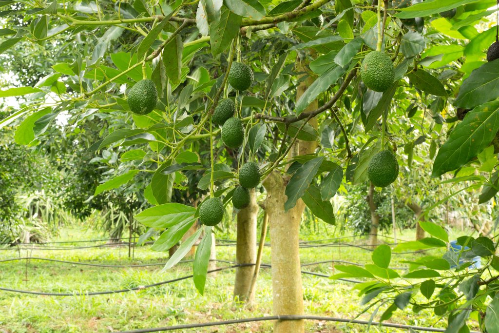Food straight from the source