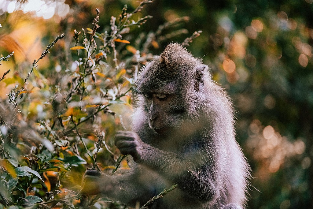 Sacred Monkey Forest, Ubud