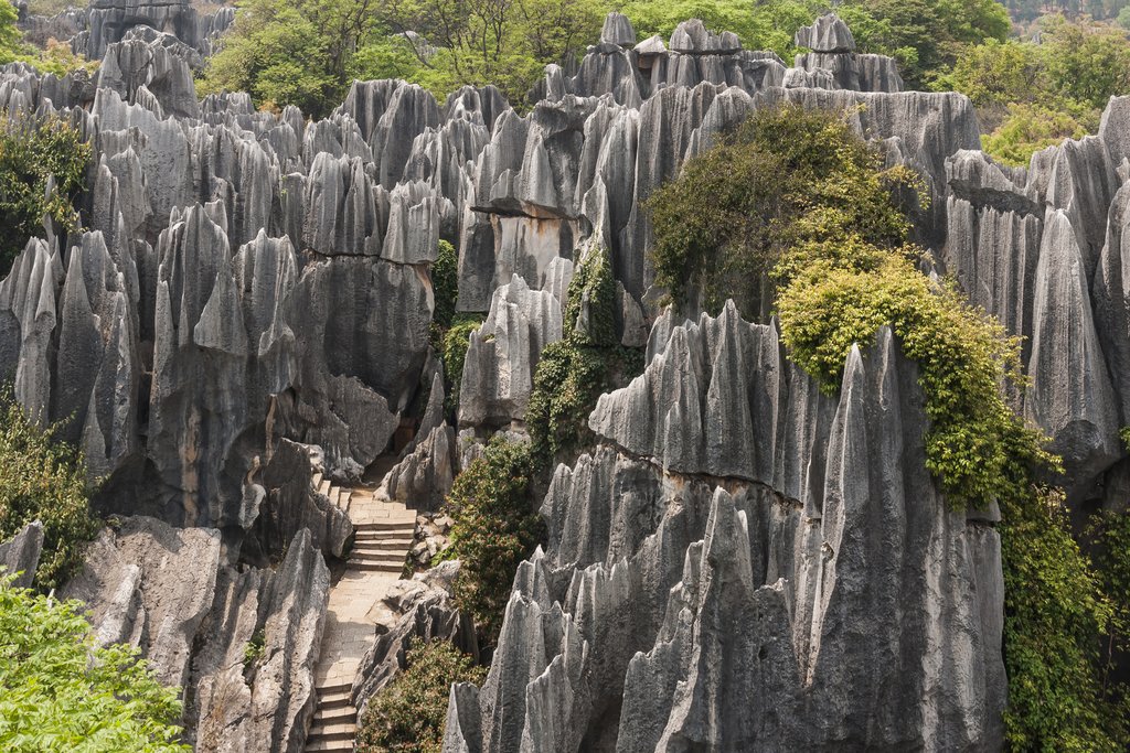Stone Forest