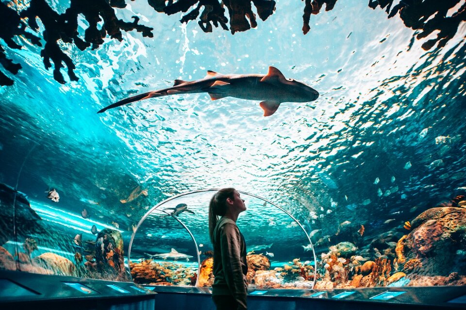 Visit Ripley's Aquarium of Canada