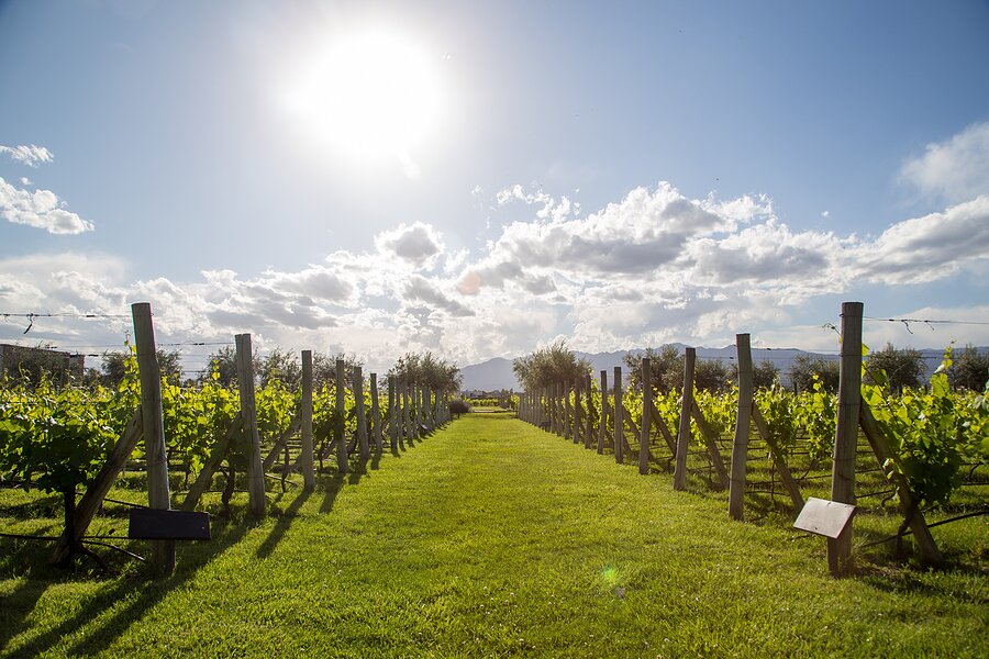Horseback ride through vineyards near Mendoza