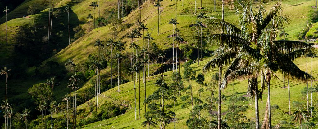 Wax palms in teh Cocora Valley