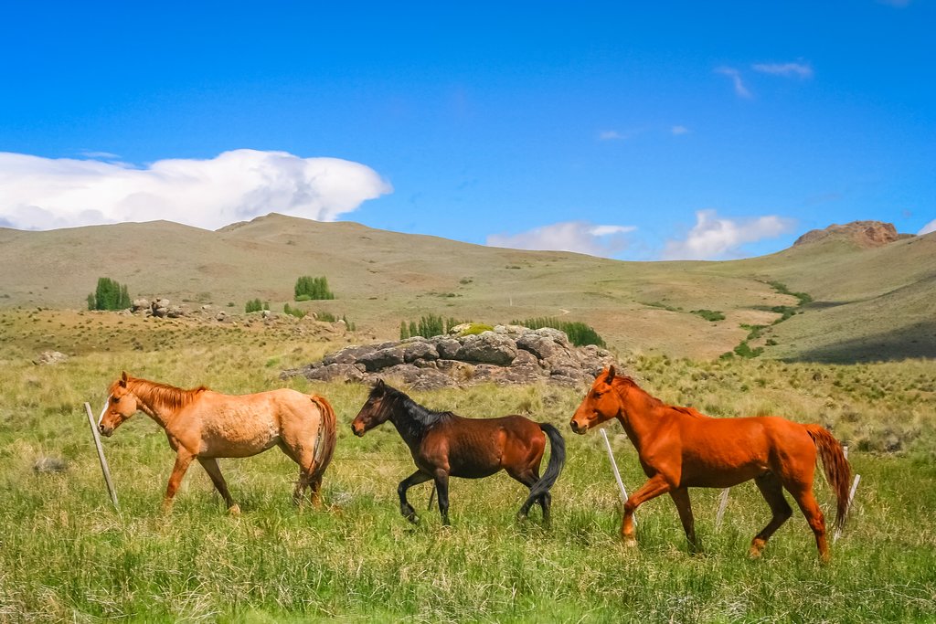 Horseback riding in Patagonia