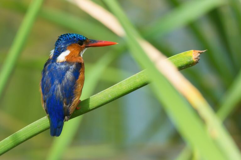 Birdwatching in the Gambia - 7 Days