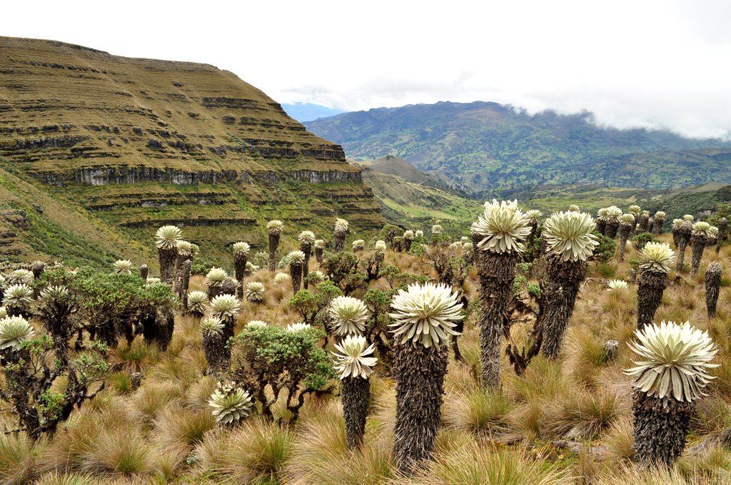 Chingaza páramo ecosystem