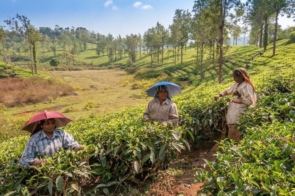 Tea plantations of Periyar