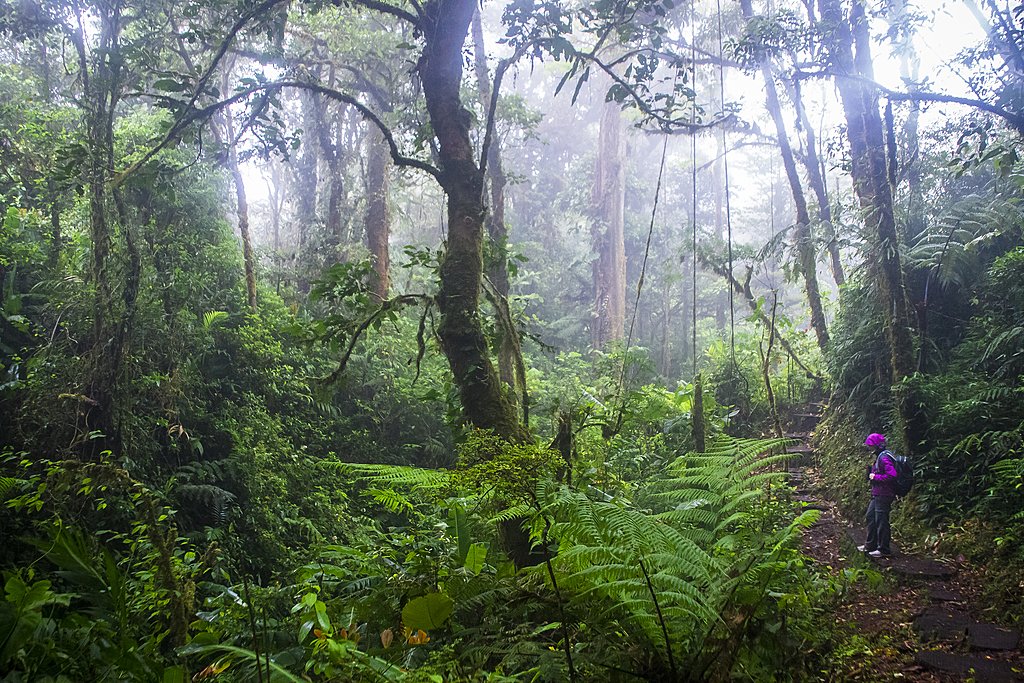 Nature trails in Monteverde