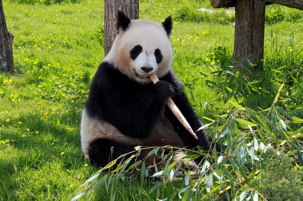 Giant pandas are only found in central China