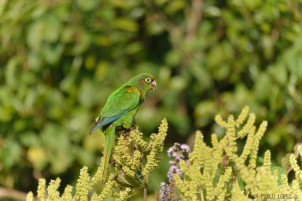 The endangered Santa Marta parakeet