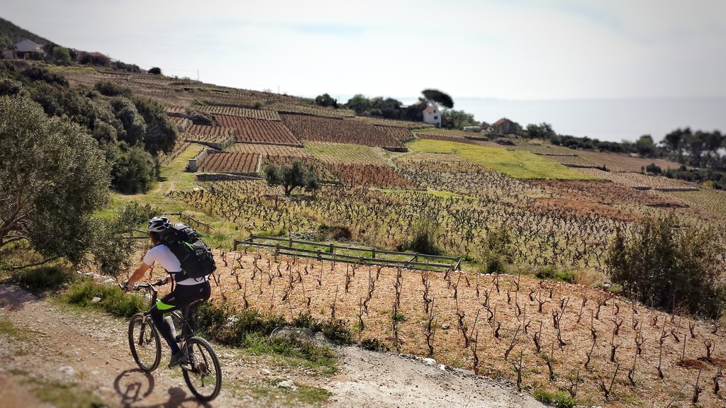 Cycling through Croatia's vineyards