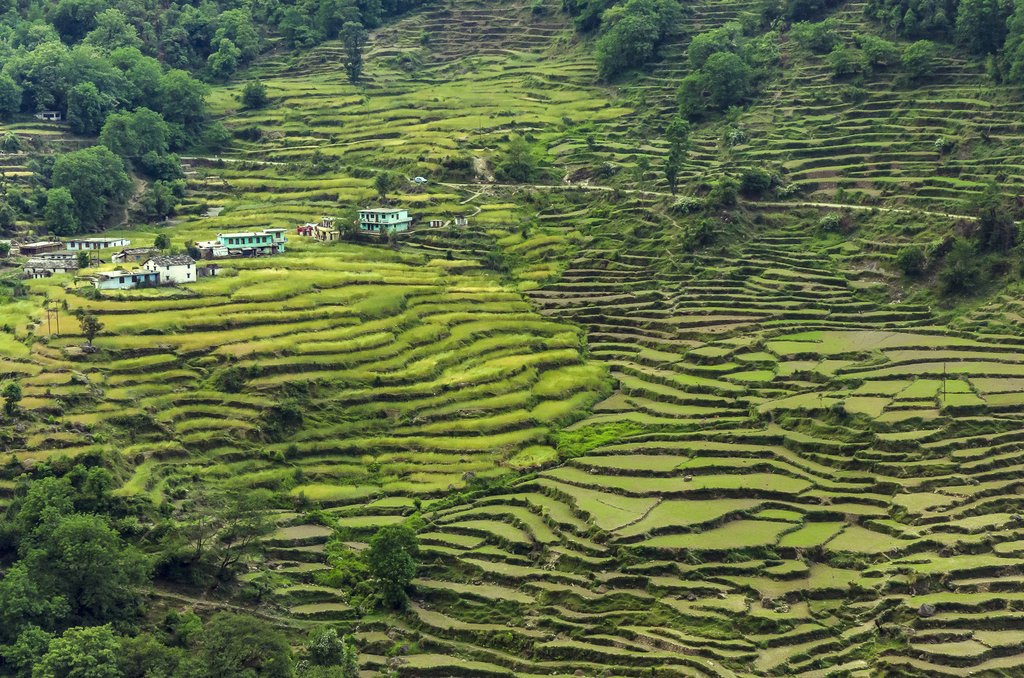 Pass through some rice paddies on today's route