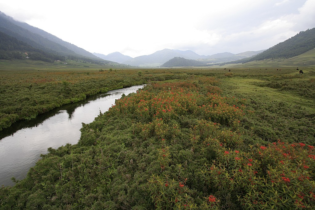 Phobjikha valley