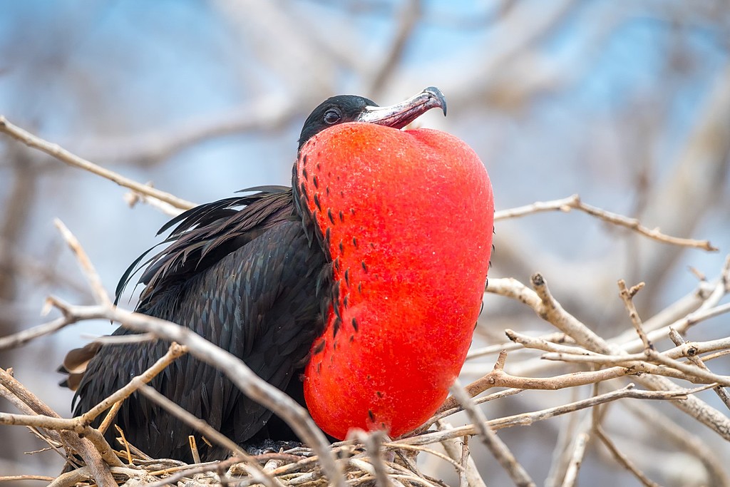 Frigate bird nesting