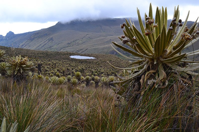 View of the peaks in Los Nevados national park