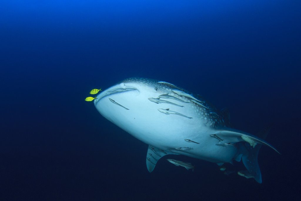 Go swimming with whale sharks