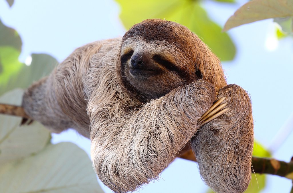Three-toed sloth lounging in the trees