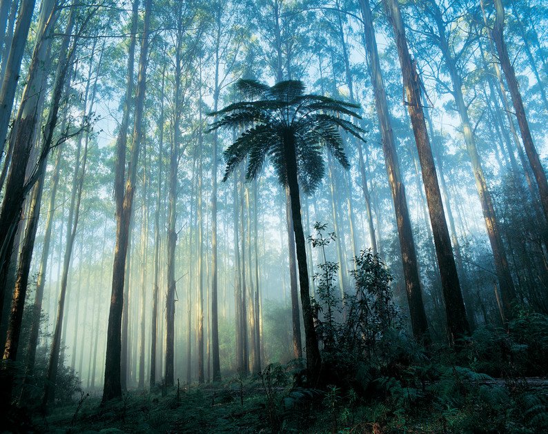Yarra Valley National Park