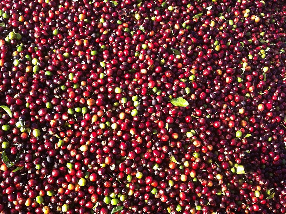 Coffee Beans