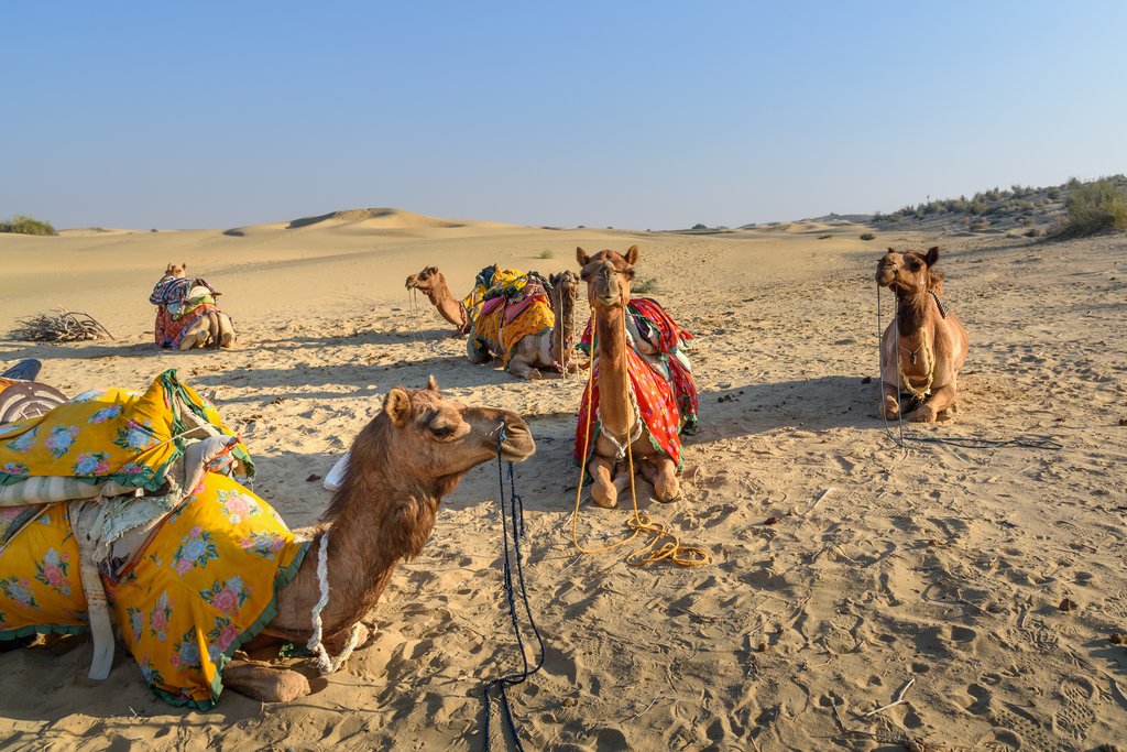 Camel riding in the Thar desert