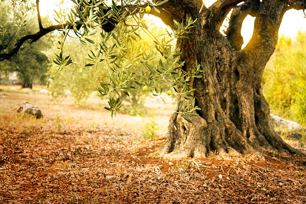 Olive groves