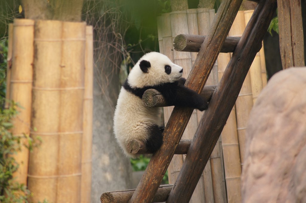 Giant pandas are only found in central China