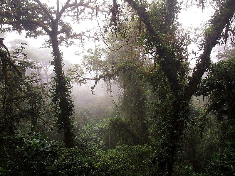 Monteverde cloud forest