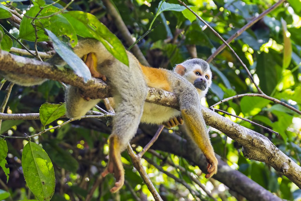 Squirrel monkey lounging in a tree in Manuel Antonio