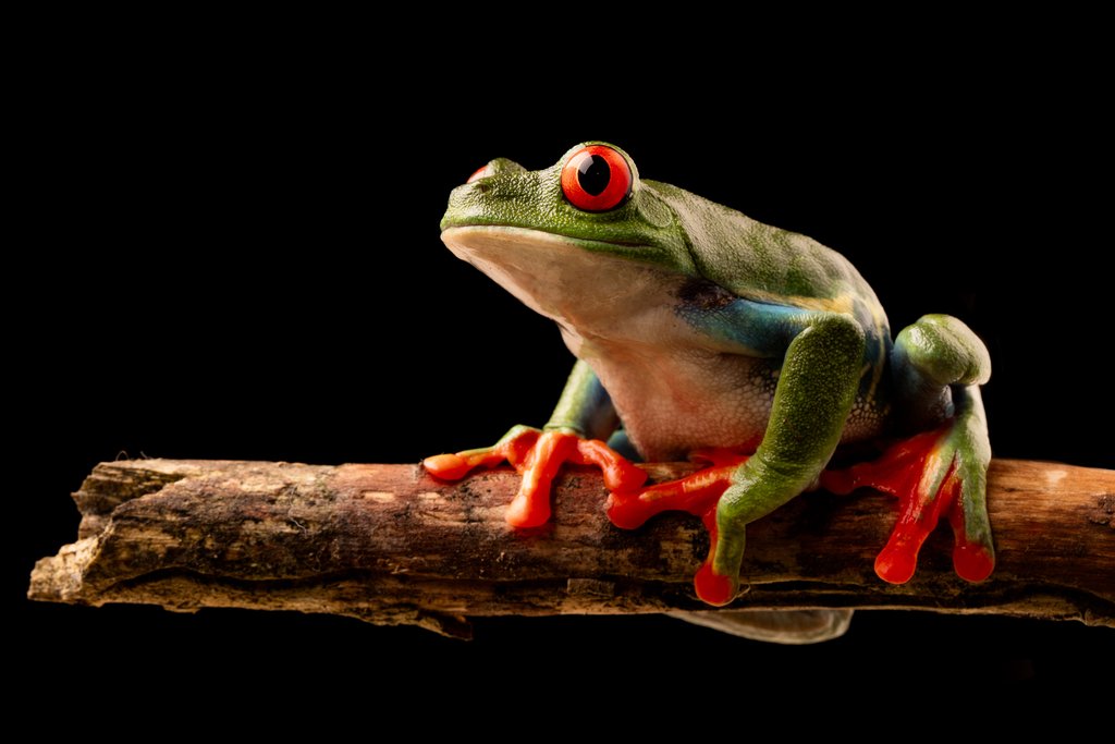You can spot red-eyed tree frogs at night. 