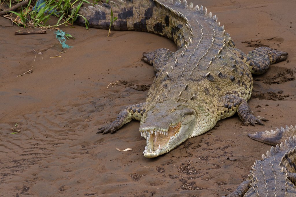 A crocodile on the Tarcoles River Bridge