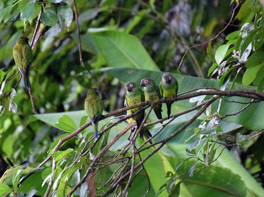 Colorful parrots in the trees