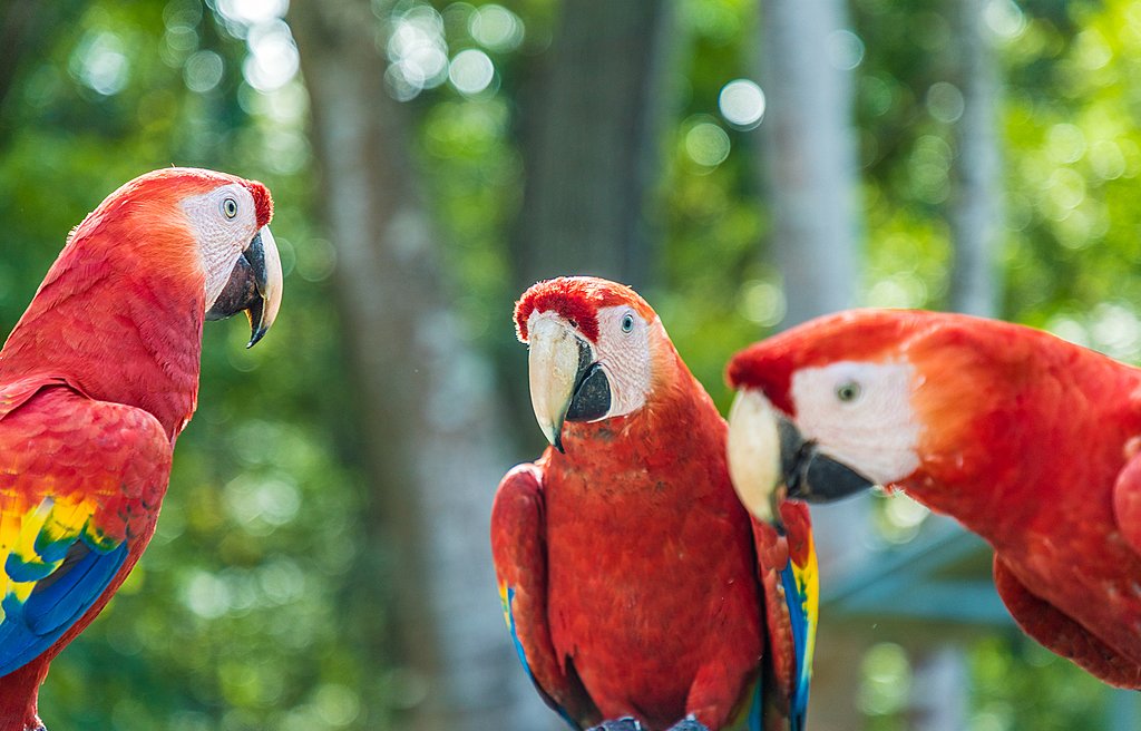 Scarlet macaws are common sights in Tárcoles