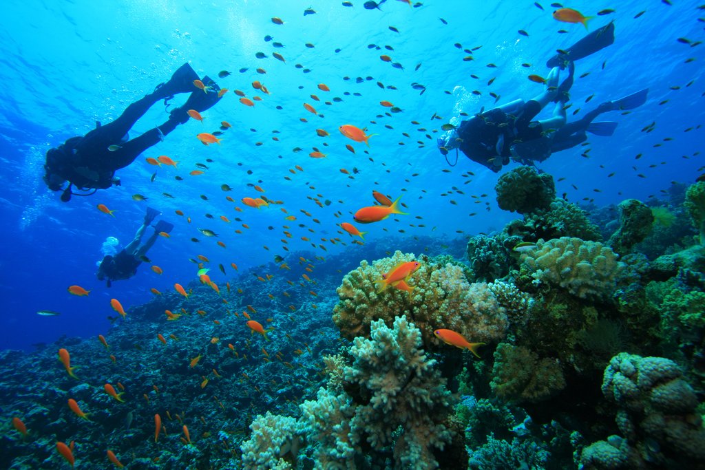 Scuba dive or snorkel in the waters of Isla del Caño