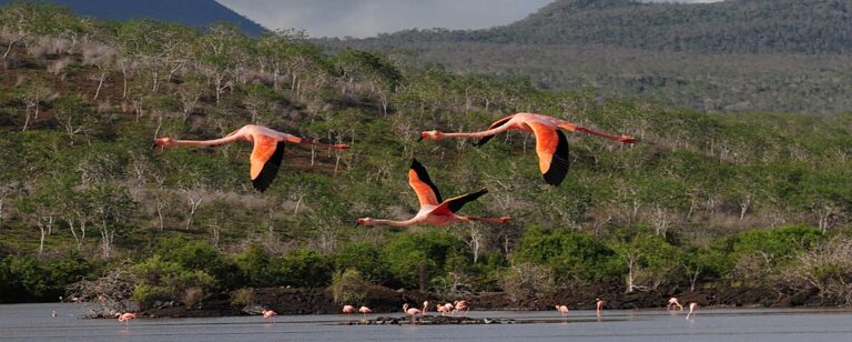 Best of Peru Tour & Galápagos Cruise - 12 Days