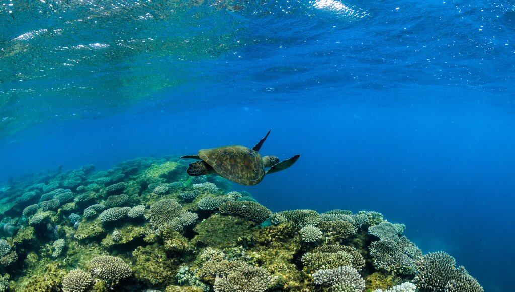 Coral Bay - Snorkelling